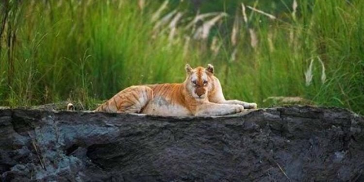 Rare Golden Tiger Spotted In Kaziranga National Park Mynewsne English