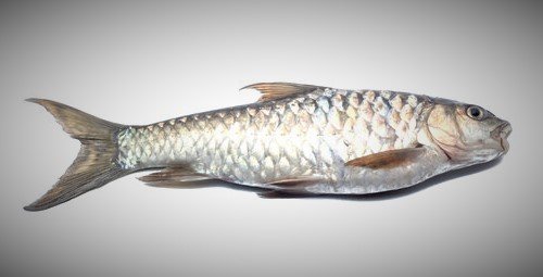 Sikkim Names Katley As State Fish Mynewsne English