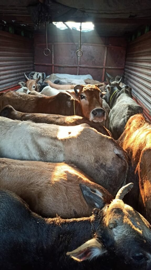 Assam 3 Arrested For Cattle Smuggling Mynewsne English