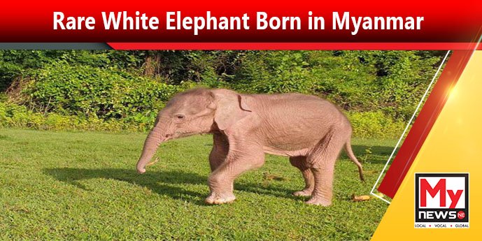 Rare white elephant born in Myanmar: state media