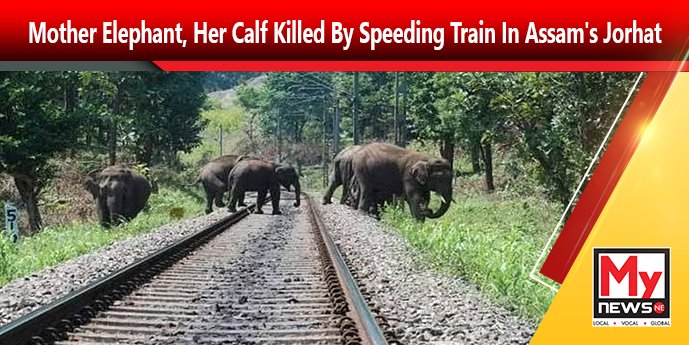 Mother Elephant Her Calf Killed By Speeding Train In Assam’s Jorhat Mynewsne English