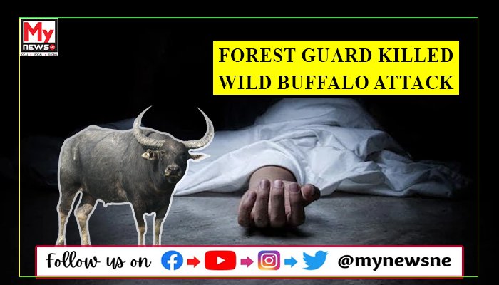 Forest Guard Killed In Wild Buffalo Attack At Manas National Park ...