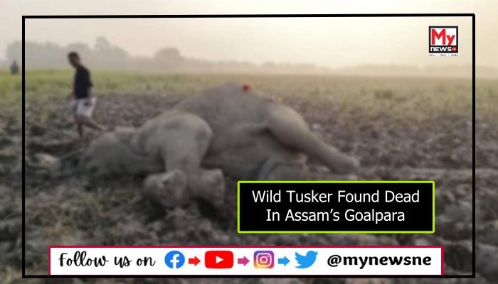 Wild Tusker Found Dead In Assam’s Goalpara