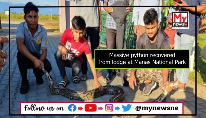 Massive python recovered from lodge at Manas National Park