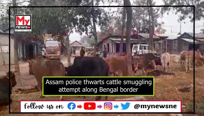 Assam Police Thwart Cattle Smuggling Operation Along Assam Bengal Border Mynewsne English