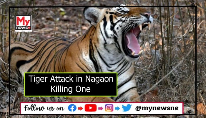 Assam: Fatal Tiger Attack in Nagaon District – MyNewsNE English