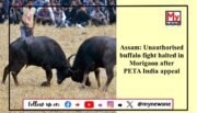 Unauthorised Buffalo Fighting Event Halted in Assam Following PETA Intervention