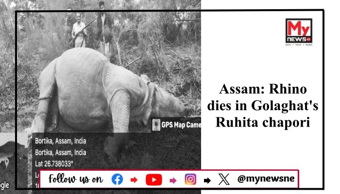 Assam: Rhino dies in Golaghat's Ruhita chapori