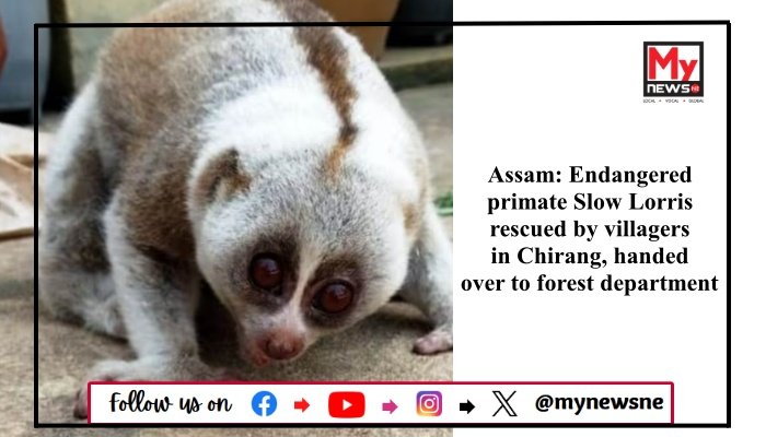 Assam: Endangered primate Slow Lorris rescued by villagers in Chirang, handed over to forest department