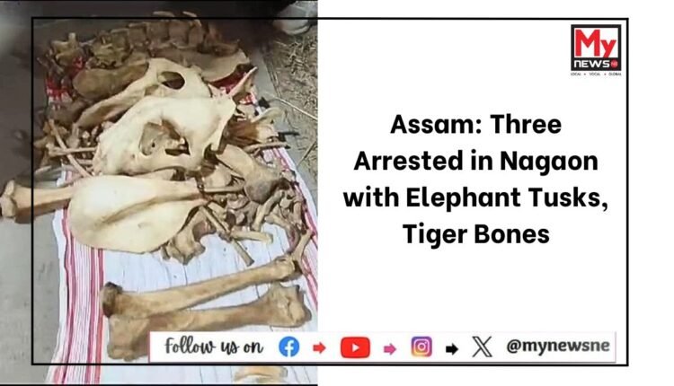 Assam: Three Arrested in Nagaon with Elephant Tusks, Tiger Bones
