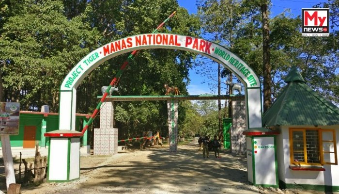Assam: RTI activist slams forest department over poaching of endangered tiger in Manas national park