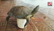 Turtle Study Successfully Completed at Kalyan Sagar Lake in Tripura