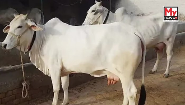 Assam: AJP demands CBI probe into ‘missing’ Gir cows linked to BJP leaders