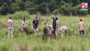 Rhino Haven’s Weedy Woes: Pobitora Staff Mounts Major Parthenium Assault